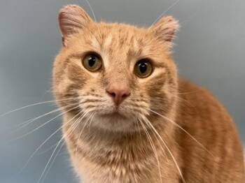Teddy -  Domestic Short Hair Cat for Adoption in Golden Valley, Minnesota - Teddy | PetCurious