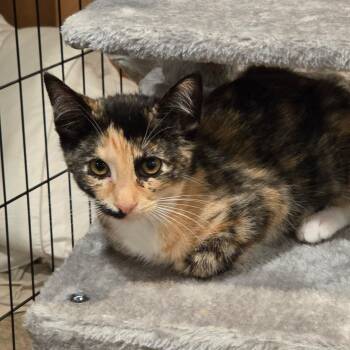 Remi -  Calico and Domestic Short Hair Cat for Adoption in Mastic, New York - Remi | PetCurious