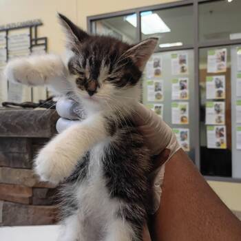 Romeo -  Domestic Short Hair Cat for Adoption in Lynchburg, Virginia - Romeo | PetCurious