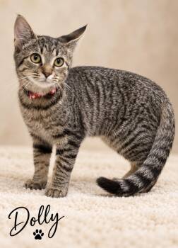Dolly -  Domestic Short Hair Cat for Adoption in Pawleys Island, South Carolina - Dolly | PetCurious