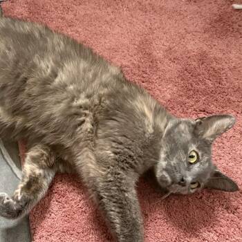 Domestic Short Hair Cats Available for Adoption in Eaton Rapids, Michigan - Nova 56168 | PetCurious