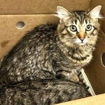 Domestic Long Hair Cats Available for Adoption - Beanie Baby | PetCurious