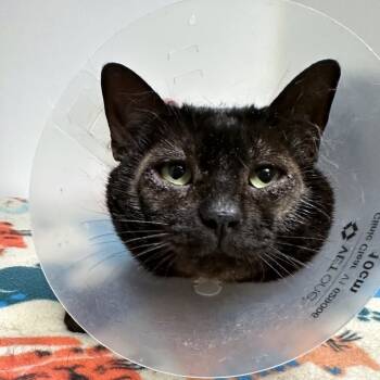 Rescue Domestic Short Hair Cats for Adoption in Woodinville, Washington - Indiana | PetCurious