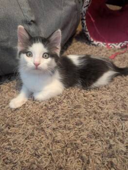 Mochi -  Domestic Short Hair Cat for Adoption in Oceanside, California - Mochi | PetCurious