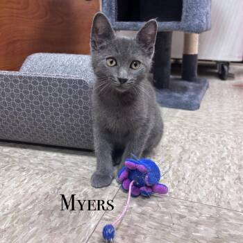 Myers -  Domestic Short Hair Cat for Adoption in Hazlet, New Jersey - Myers | PetCurious