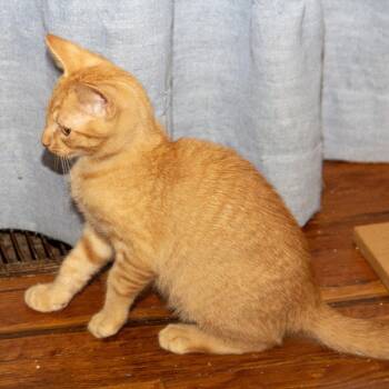 Jenga -  Domestic Short Hair Cat for Adoption in Wichita, Kansas - Jenga | PetCurious