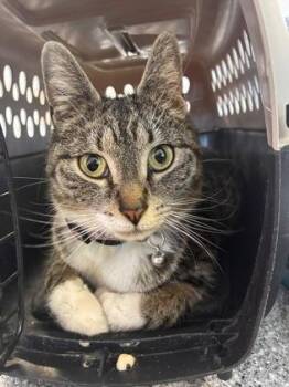 Domestic Short Hair Cats Available for Adoption in West Chester, Pennsylvania - Lydia | PetCurious