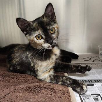 Fantasia -  Domestic Short Hair Cat for Adoption in Milton, Florida - Fantasia | PetCurious