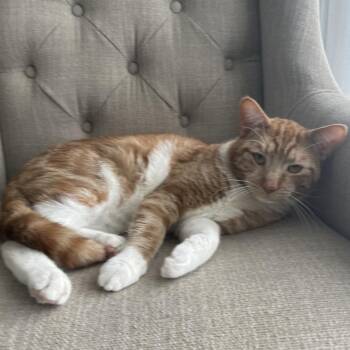 Booker -  Domestic Short Hair Cat for Adoption in Woodbridge Township, New Jersey - Booker | PetCurious