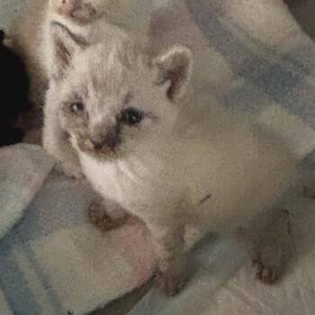 Waldo -  Domestic Short Hair Cat Available for Adoption in Charlottesville, Virginia - Waldo | PetCurious
