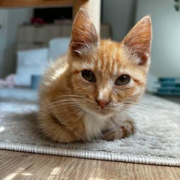 Moondrop -  Domestic Short Hair Cat for Adoption in Fredericksburg, Virginia - Moondrop | PetCurious