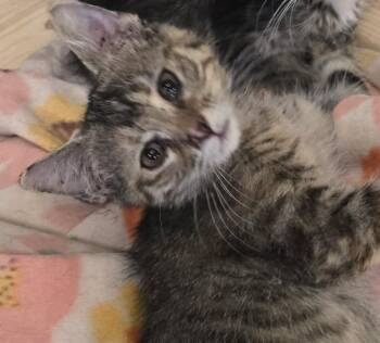 Rescue Tabby and Domestic Short Hair Cats for Adoption in Las Cruces, New Mexico - Teyanna | PetCurious