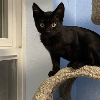 Aster -  Domestic Short Hair Cat for Adoption in Choteau, Montana - Aster | PetCurious