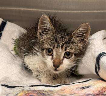 TADPOLE -  Domestic Short Hair Cat for Adoption in Tustin, California - TADPOLE | PetCurious