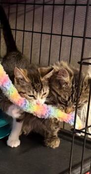 Leo -  Domestic Long Hair Cat for Adoption - Leo | PetCurious