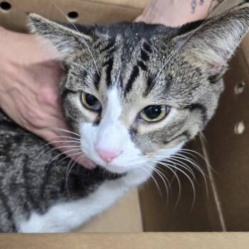 Rescue Domestic Short Hair Cats for Adoption in Newark, New Jersey - Diamond | PetCurious