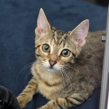 Rescue Domestic Short Hair Cats for Adoption in New Orleans, Louisiana - Cafe | PetCurious