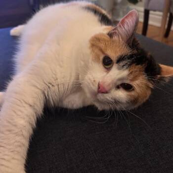 Calypso -  Domestic Short Hair Cat for Adoption in Chicago, Illinois - Calypso | PetCurious