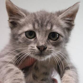 Nylon -  Domestic Short Hair Cat for Adoption in Hattiesburg, Mississippi - Nylon | PetCurious