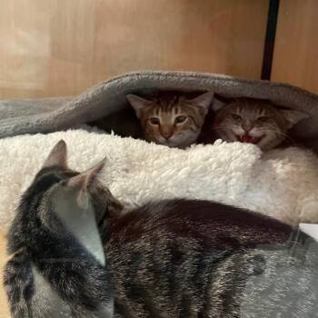 Pumbaa -  Domestic Short Hair Cat for Adoption in New York, New York - Pumbaa | PetCurious