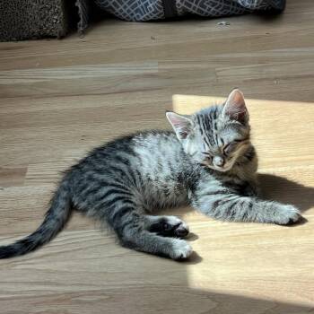 Basil Avery -  Domestic Short Hair and Tabby Cat for Adoption in Morrison, Colorado - Basil Avery | PetCurious