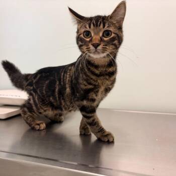 Domestic Short Hair Cats Available for Adoption - Dottie | PetCurious