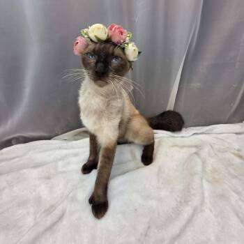 Duchess -  Siamese Cat for Adoption in Foley, Alabama - Duchess | PetCurious