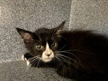 GASTON -  Domestic Long Hair Cat for Adoption in Colorado Springs, Colorado - GASTON | PetCurious