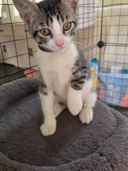 Eminem -  Domestic Short Hair and Tabby Cat for Adoption in The Woodlands, Texas - Eminem | PetCurious