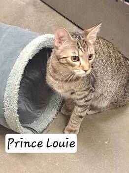 Prince Louie (FCID# 06/25/2026 - 43 Brandywine PS) -  Tabby Cat for Adoption in Greenville, Delaware - Prince Louie (FCID# 06/25/2026 - 43 Brandywine PS) | PetCurious