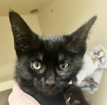 Domestic Short Hair Cats Available for Adoption - Yzma | PetCurious