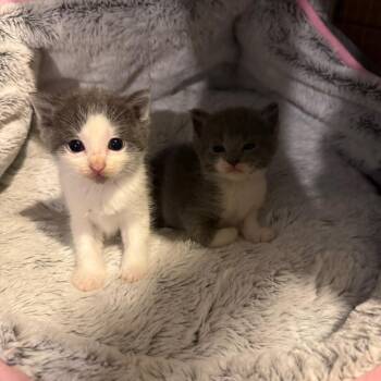 Medley -  Domestic Short Hair Cat for Adoption in Buffalo, Minnesota - Medley | PetCurious