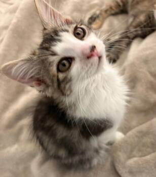 K - Darin -  Tabby Cat for Adoption in Kennewick, Washington - K - Darin | PetCurious