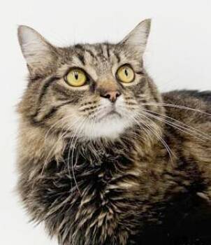 Maine Coon and Tabby Cats Available for Adoption in Bedford Hills, New York - Squiggles Is Just Bubbling With Excitement To Meet You!  SO MUCH | PetCurious