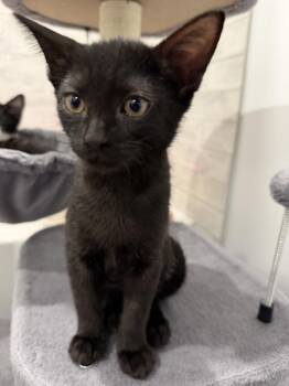 Olivia -  Domestic Short Hair Cat for Adoption in The Woodlands, Texas - Olivia | PetCurious
