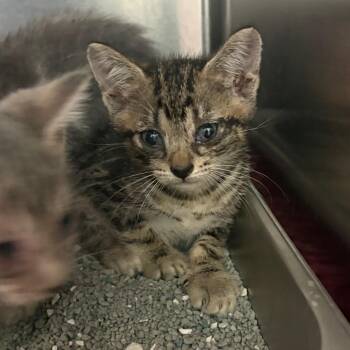 Golden Gate 9377 -  Domestic Short Hair Cat for Adoption in Columbus, Georgia - Golden Gate 9377 | PetCurious