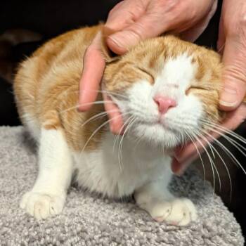 Domestic Short Hair Cats Available for Adoption in Buffalo, New York - Heath | PetCurious