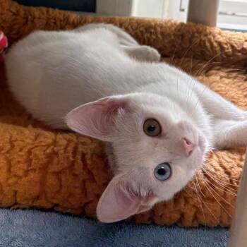 Iceland -  Domestic Short Hair Cat for Adoption in East Hanover, New Jersey - Iceland | PetCurious