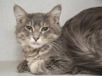 Domestic Medium Hair Cats Available for Adoption - MEEP | PetCurious