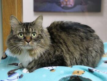 Vampurr -  Domestic Long Hair Cat for Adoption in Portage, Wisconsin - Vampurr | PetCurious