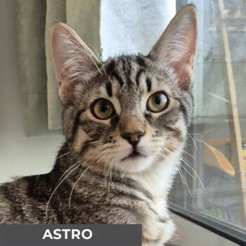 Rescue Domestic Short Hair Cats for Adoption in Toronto, Ontario - Astro | PetCurious