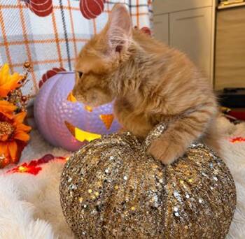 Waffles -  Domestic Long Hair and Domestic Short Hair Cat for Adoption in Elk Grove Village, Illinois - Waffles | PetCurious