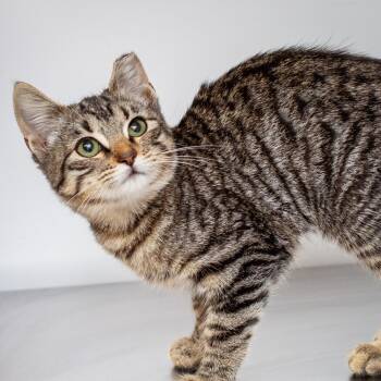 Rescue Domestic Short Hair Cats for Adoption in Hattiesburg, Mississippi - Pammy | PetCurious