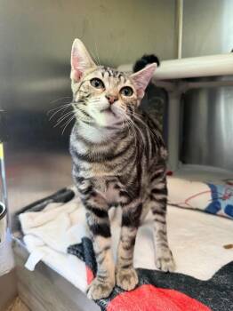Mambo No. 5 -  Domestic Short Hair Cat for Adoption in Pomona, New York - Mambo No. 5 | PetCurious