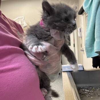 Claudia -  Domestic Medium Hair Cat for Adoption in Great Falls, Montana - Claudia | PetCurious