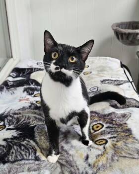 Window -  Domestic Short Hair Cat for Adoption in Wapakoneta, Ohio - Window | PetCurious