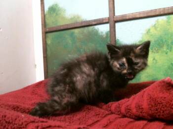 Domestic Short Hair Cats Available for Adoption - A2066029 | PetCurious