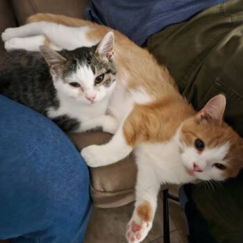 Rescue Domestic Short Hair Cats for Adoption in Mocksville, North Carolina - Pebbles | PetCurious