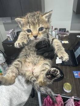 Vermicelli -  Domestic Short Hair Cat for Adoption in West Chester, Pennsylvania - Vermicelli | PetCurious
