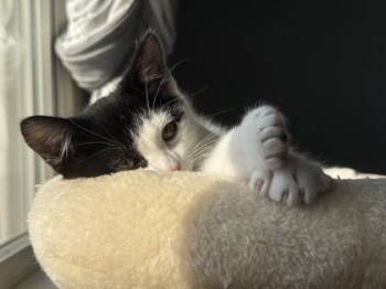 Cypress -  Domestic Short Hair Cat for Adoption in East Amwell Township, New Jersey - Cypress | PetCurious